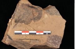 Foto (Detailansicht) von Betula dryadum Brongniart (NHMW-GEO-2024-0188-0726)